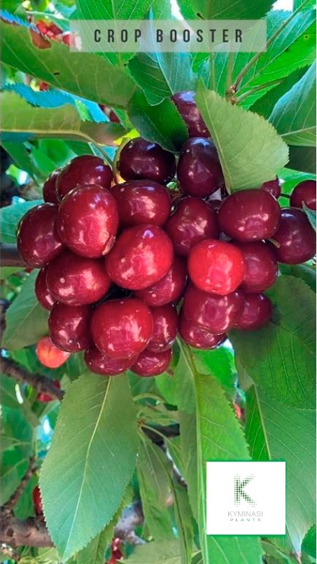 2020-ciliegie-cile-coltivazione-con-Kyminasi-Plants-Crop-Booster