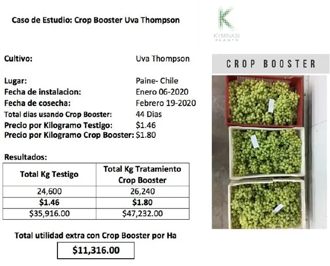 2020-coltivazione-uva-thompson-peru-con-Kyminasi-Plants-Crop-Booster