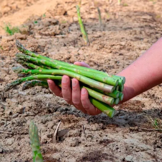 2021-asparagi-peru