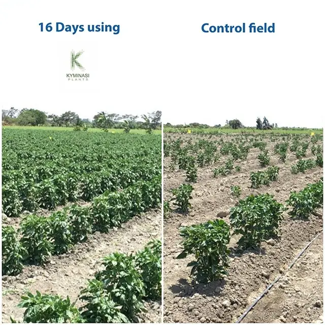 Kyminasi Plants Caso Studio su peperoni