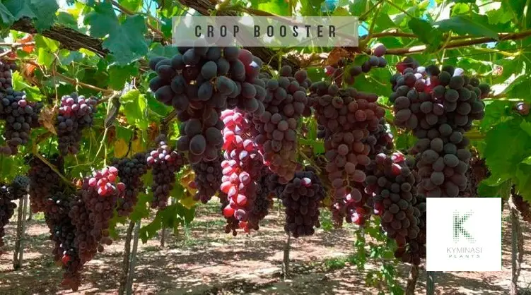 kyminasi plants caso studio su uva