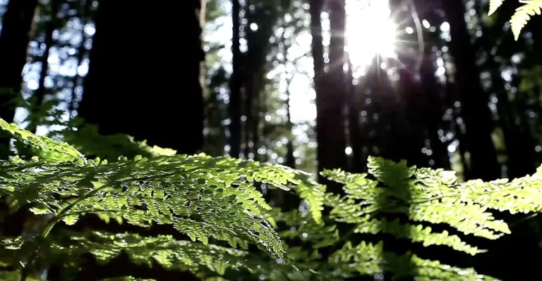 il terreno più fertile è quello naturale, come le foreste