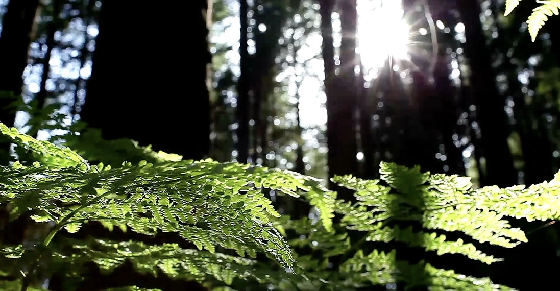 il terreno più fertile è quello naturale, come le foreste